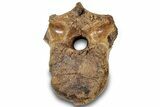 Hadrosaur (Brachylophosaurus?) Dorsal Vertebra - Montana #313409-2